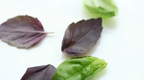 Fresh basil - closeup shot Stock Footage 66580283