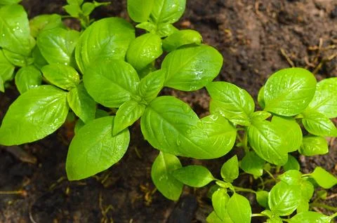 Fresh basil on a dark background. Green basil. Green basil on a dark backgr.. Stock Photos