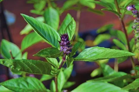 Fresh Basil Flower Stock Photos