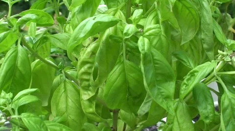 Fresh Basil Video stock 583154