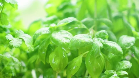 Fresh basil herb Stock Footage 76578272