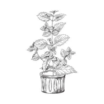 Fresh basil herb growing in flowerpot, sketch vector illustration isolated. Stock Illustration