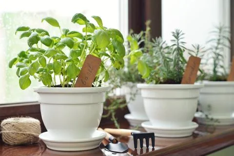 Fresh basil herb in pot Stock Photos