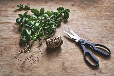 Fresh basil herbs with scissors and twine on wooden table Stock Photos