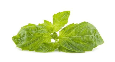 Fresh basil isolated on white background Foto stock