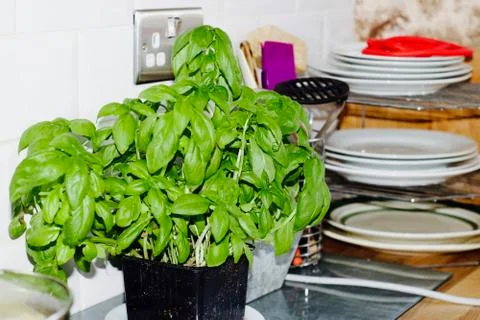 Fresh basil in the kitchen Stock Photos