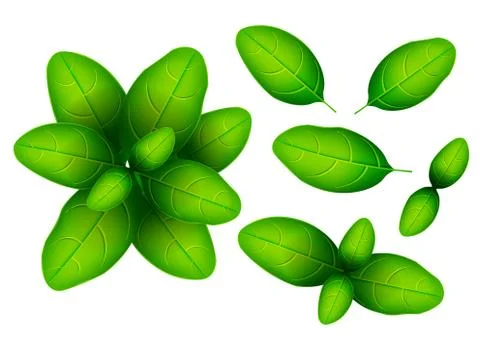 Fresh basil leaf. 3D realistic vector set basil leaves. Healthy aroma. Isolat Stock Illustration