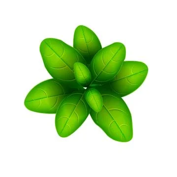 Fresh basil leaf. 3D realistic vector set basil leaves. Healthy aroma. Isolat Stock Illustration