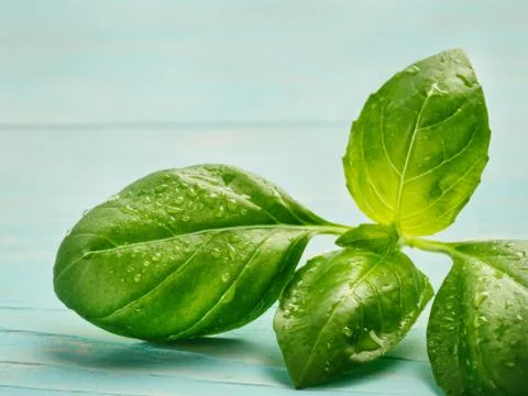 Fresh basil leaf close up on blue background 스톡 사진