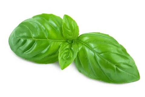 Fresh basil leaf isolated on white background with clipping path and full depth Stock Photos
