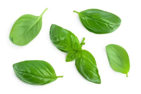 Fresh basil leaf isolated on white background with clipping path and full depth Foto stock