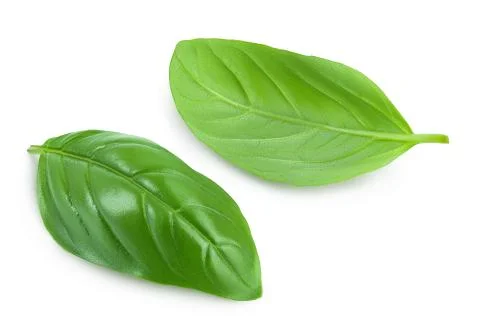 Fresh basil leaf isolated on white background with clipping path and full depth Stock Photos