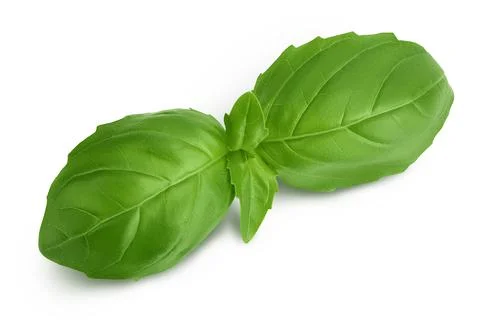 Fresh basil leaf isolated on white background with clipping path and full depth Stock Photos