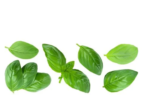 Fresh basil leaf isolated on white background with full depth of field. Top view Stock Photos
