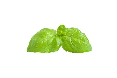 Fresh basil leaf isolated on white background Stock Photos