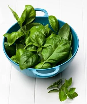 Fresh Basil Leafs Stock Photos