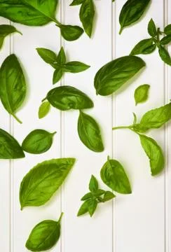 Fresh Basil Leafs Stock Photos