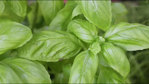 Fresh basil leave Stock Footage 315822313