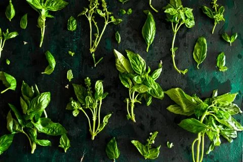 Fresh basil leaves and flower stems on a dark green background Stock Photos