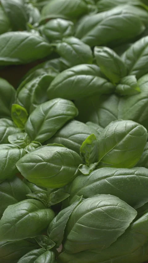 Fresh basil leaves background texture. Vertical video. Stock Footage 308481766