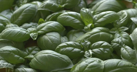 Fresh basil leaves background texture. Stock Footage 308482338