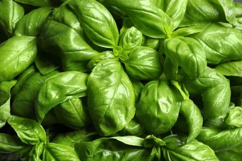 Fresh basil leaves as background, top view Stock Photos