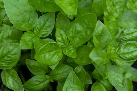 Fresh Basil leaves close-up Stock Photos