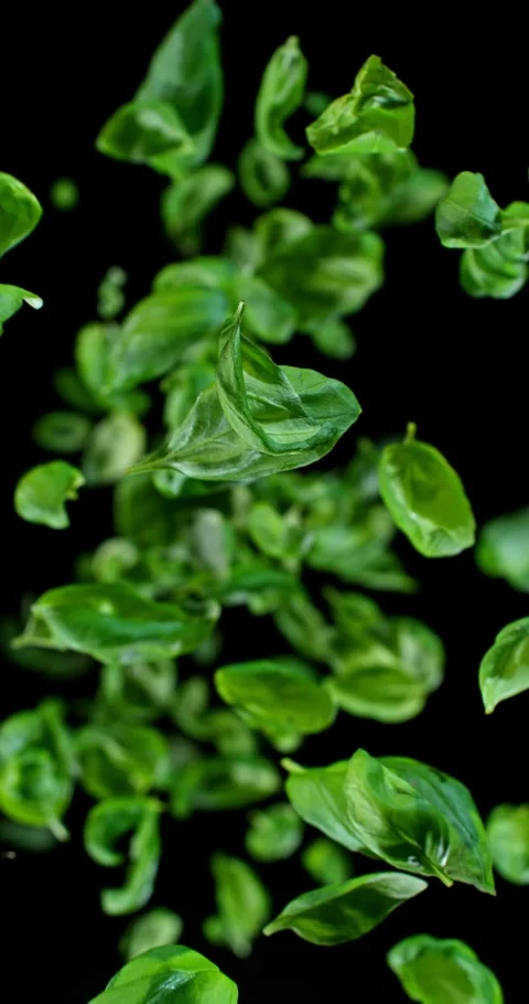 Fresh basil leaves floating and drifting gracefully in ultra slow motion Stock Footage 323183713