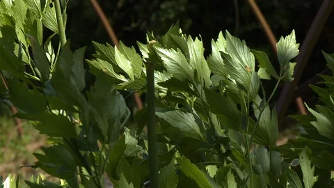 Fresh Basil Leaves Stock Footage 115606776