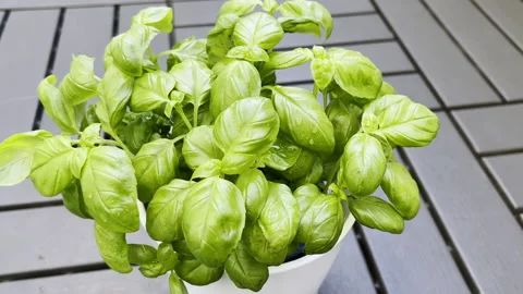 Fresh basil leaves. Green basil.  Classic herbs for salads and sauces of Italian Vídeos de archivo 174332082