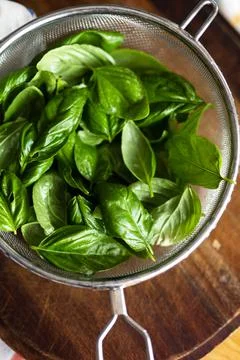 Fresh basil leaves inside kitchen sieve 写真素材