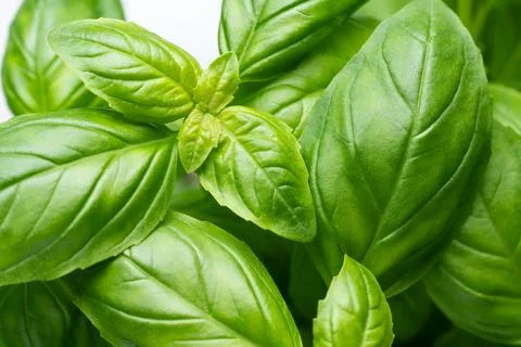 Fresh basil leaves macro texture natural 写真素材