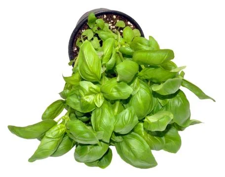 Fresh Basil Leaves Stock Photos
