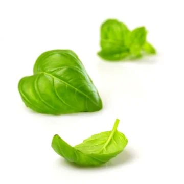 Fresh basil leaves Stock Photos