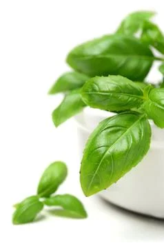 Fresh basil leaves Stock Photos