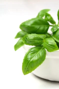 Fresh basil leaves Stock Photos