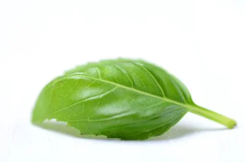 Fresh basil leaves Stock Photos