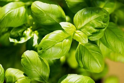 Fresh basil leaves Foto stock