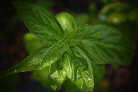 Fresh Basil Leaves Stock Photos
