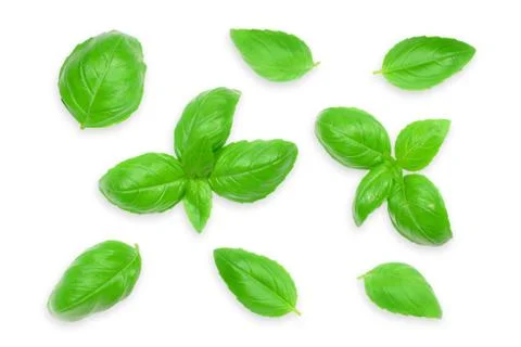 Fresh basil leaves Foto stock