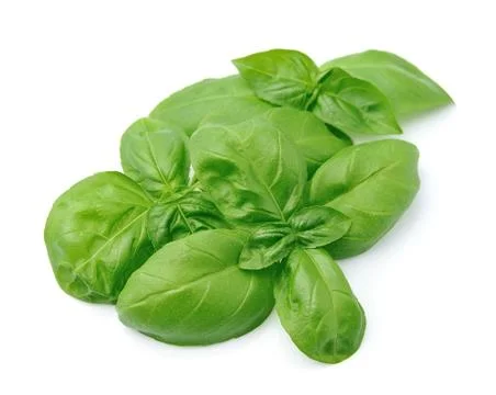 Fresh basil leaves Foto stock