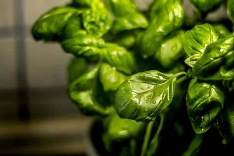 Fresh basil leaves Stock Photos