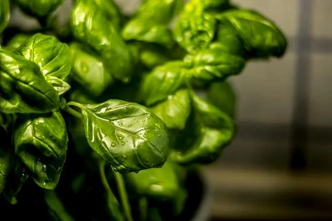 Fresh basil leaves Stock Photos