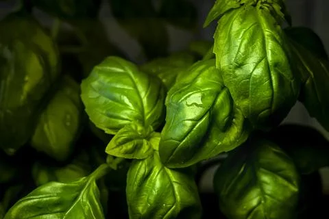 Fresh basil leaves Stock Photos