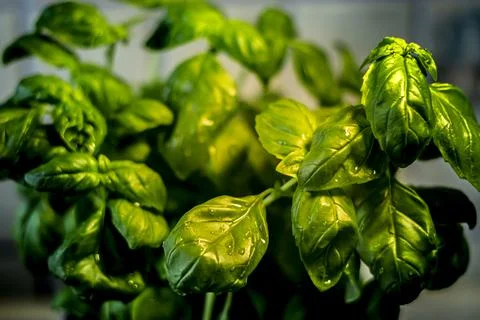 Fresh basil leaves Stock Photos