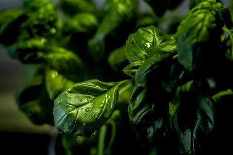 Fresh basil leaves Stock Photos