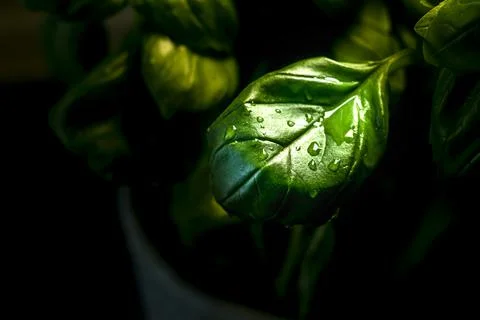 Fresh basil leaves Stock Photos