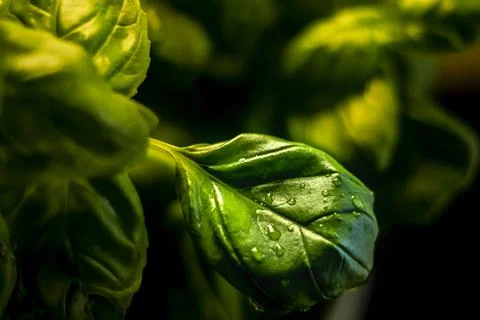 Fresh basil leaves Stock Photos