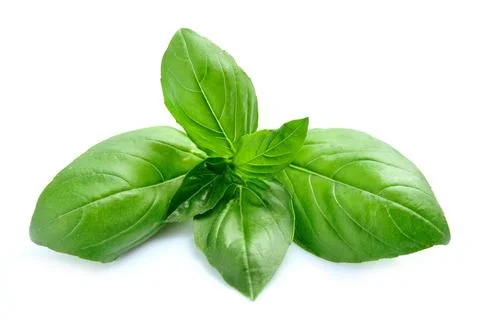 Fresh basil leaves Stock Photos