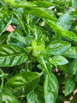 Fresh basil leaves Foto stock